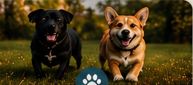 Two happy dogs outdoors.